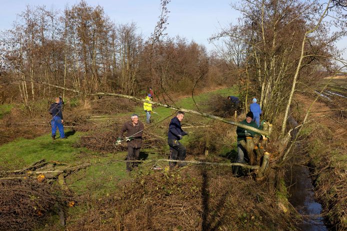 Zaterdag werd de houtwal aan de Meidoornweg in Sprang-Capelle gesnoeid door vrijwilligers.