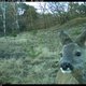 Tweeduizend reebruine ogen staren je aan: volg de dieren van De Hoge Veluwe