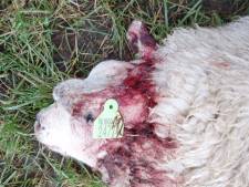 Slagveld in schapenwei door wolf: 'Dat verraste ons niet'