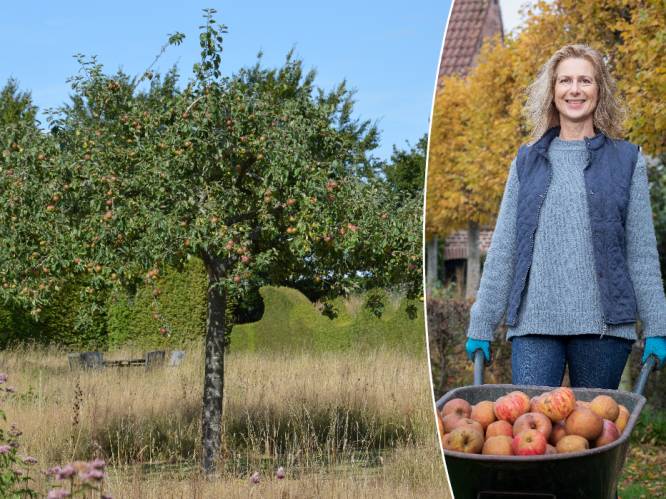 Droom je van appels en peren uit je eigen tuin? “Fruitbomen die recht van het veld komen zijn straks voordelig te koop”