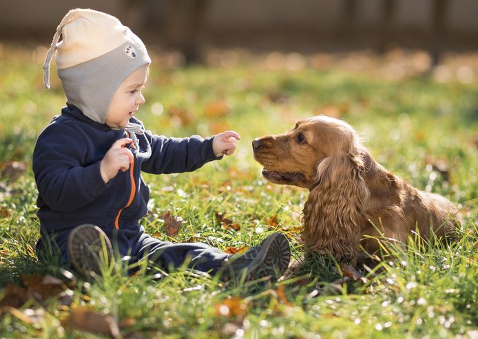 Wauw Per Veilig Waarom een hond in het gezin goed is voor de gezondheid van je kind |  Dieren | hln.be