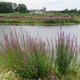 Natuurmonumenten moet meewerken aan kappen bomen en struiken langs de Grensmaas
