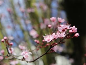 Familiebloesemdag in Kortenaken op zondag 16 april