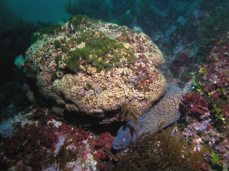 Een oplevend Cladocora caespitosa koraal bij de Columbretes eilanden in de Middellandse-zee  Beeld AFP
