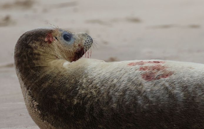 Onlangs werd een zeehond nog aangevallen in De Haan