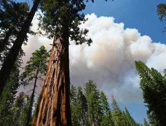 Zeldzame sequoia's in natuurpark Yosemite bedreigd door bosbrand