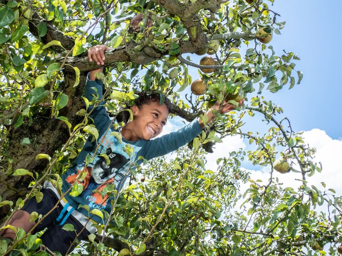 Perenplukken in Hof van Seghwaert aan de Gaardedreef in het recordjaar 2019.