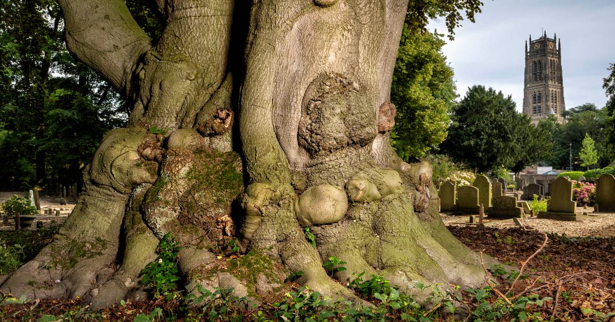 Na takbreuk vaker boomspecialist bij monumentale Bommelse ...