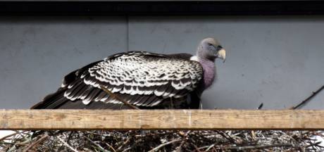 Gieren leggen massaal het loodje door stropers, want ze cirkelen altijd boven een ‘plaats delict’