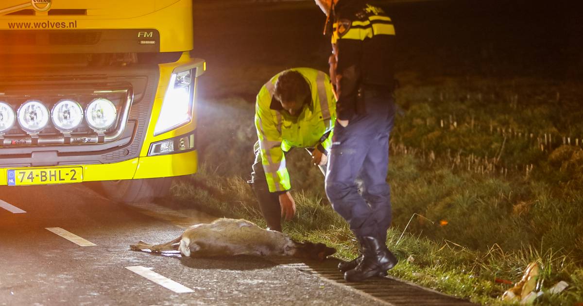 Botsing in buitengebied tussen Klarenbeek en Apeldoorn: ree dood, auto vernield.