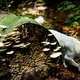 Wildplukken is razend populair, maar eigenlijk verboden