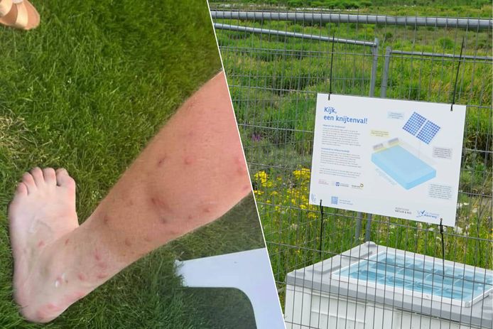 Wandelaars slachtoffer van knijtenplaag in omgeving Klein Broek in ...