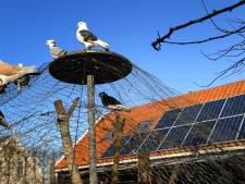 ‘Voorstel afschaffen zonnesubsidie moet de prullenbak in’