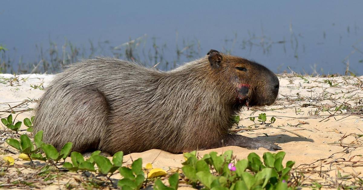 Un Capybara - Temu Belgium