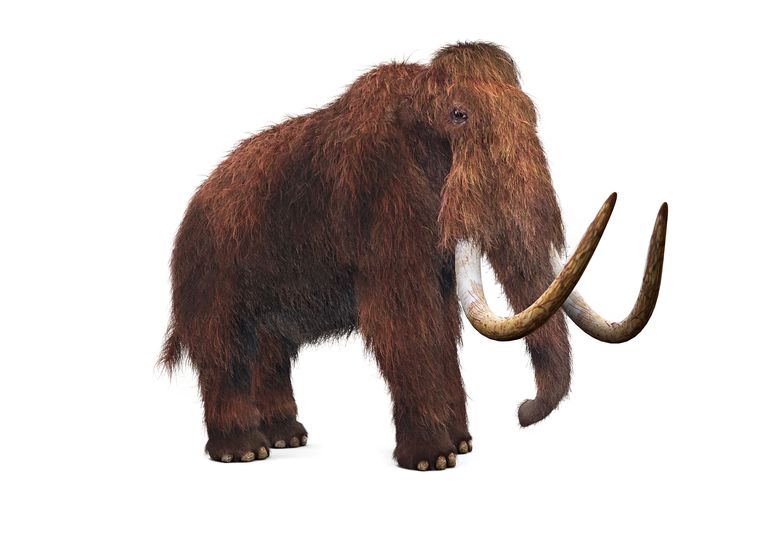 De mammoet keert terug Trouw