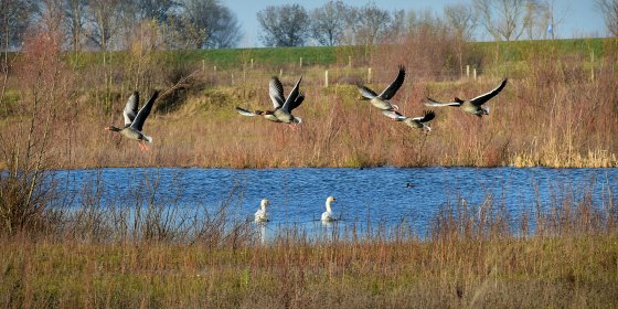 Moeten de Maas en Waal weer worden verbonden? Het kán