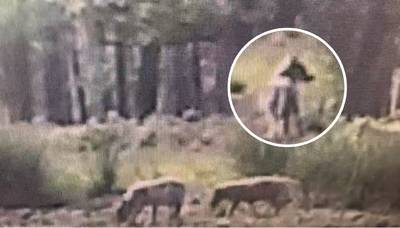 Hoe de wolf terugkeerde naar Oost-Nederland