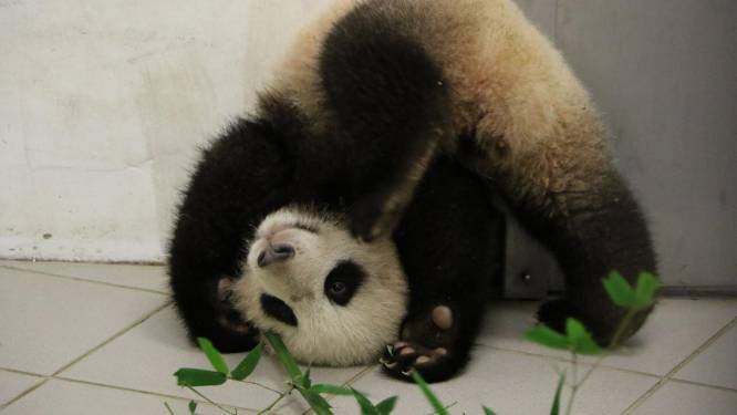 365 dagen schattigheid: panda Tian Bao viert eerste verjaardag