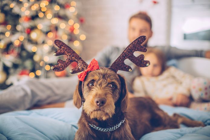 Dakloos Rentmeester waarschijnlijk Maak van kerst de mooiste tijd van het jaar, ook voor je hond! | Dieren |  hln.be