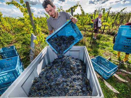 Groesbeek opent wijnseizoen met feest: ‘Zon en droogte, dat is het beste voor de druiven’