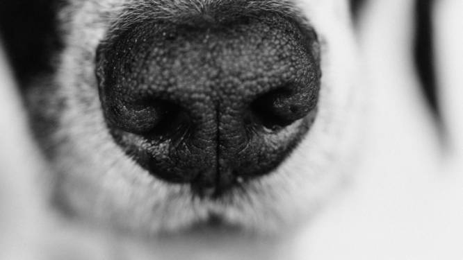 Bredanaar snapt niet dat honden zijn afgepakt vanwege ‘extreem’ geblaf: ‘We leven toch niet in een klooster?’