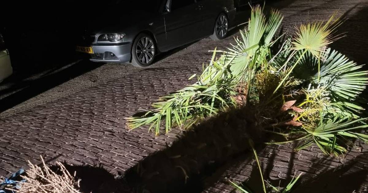 Wie mist zijn palmboom? Politie zoekt eigenaar | Bevelanden | pzc.nl - Provinciale Zeeuwse Courant