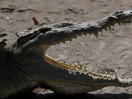 Krokodil produceert nakomeling zonder mannetje, kleintje is voor 99,9 procent gelijk aan moeder
