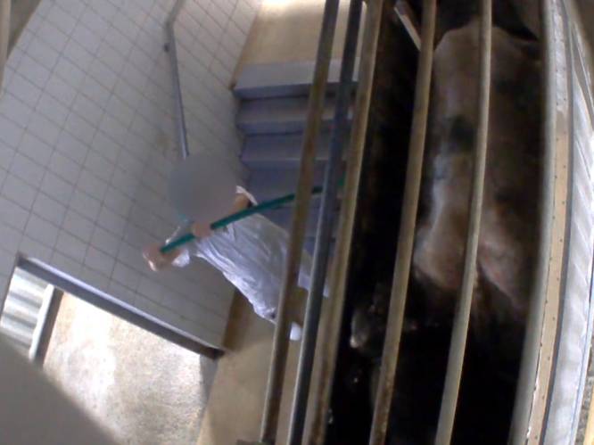 Schokkend: Animal Rights filmt opnieuw zware dierenmishandeling in Belgisch slachthuis