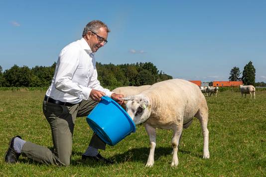 Achtmaal - 14-06-2022 - Pix4Profs / Johan Wouters - Na 12 jaar als wethouder is Johan de Beer uit Achtmaal nu weer gewoon raadslid. Daardoor heeft hij meer tijd voor ondere andere zijn schapen.