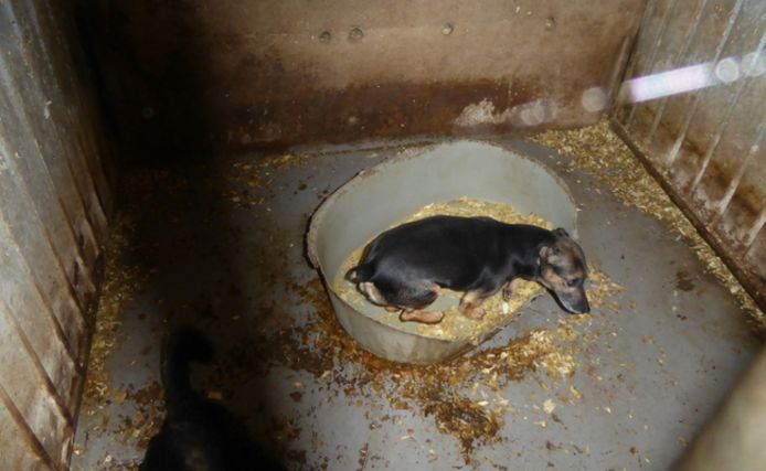 De honden zaten onder erbarmelijke omstandigheden in de schuur.