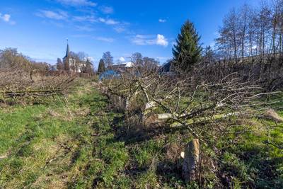 Wethouder woest over bomenkap in Elden: ‘Dit is treiteren en daarmee krijg je bij ons niets gedaan’