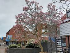 Gezocht: de grootste magnolia boom van Zoetermeer