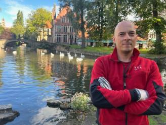 Brugse zwanenpopulatie in twee jaar tijd gehalveerd: “Als er nog elf zwanen sterven, daalt er vloek neer over Brugge”