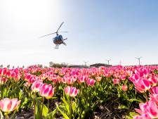 Tulpenfestival Noordoostpolder gaat vernieling te lijf met showtuinen en voorlichting