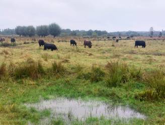 “Zo help je mee aan de bescherming van waardevolle natuur”: Natuurpunt organiseert infomoment over legaten
