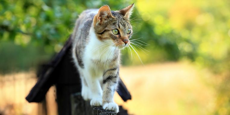potlood Stuwkracht Botsing Kssst: 6x zo kun je katten (diervriendelijk!) uit je tuin houden | Margriet