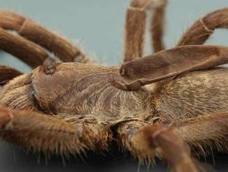 Pas ontdekte tarantula draagt slappe hoorn op de rug