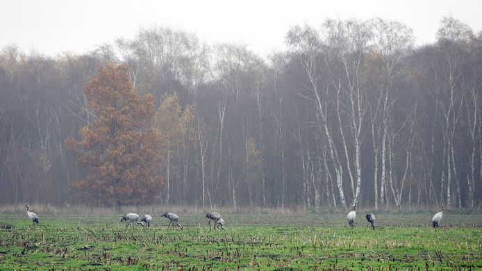 Kraanvogels in de Groote Peel.