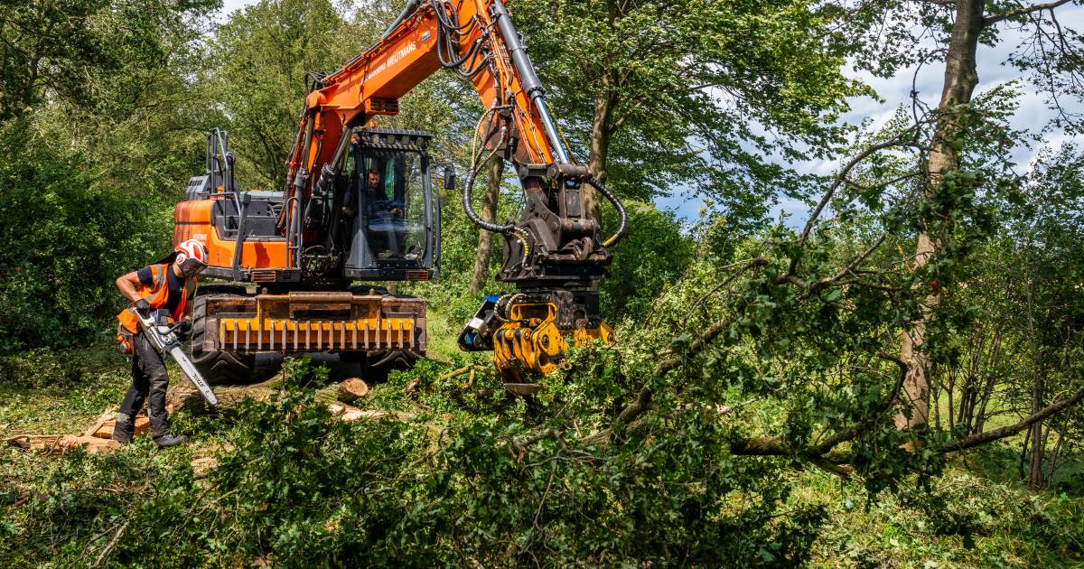 Hulptroepen druk met opruimen in Netersel en Reusel na storm: ‘Nog nooit in zo’n heftige bui terecht