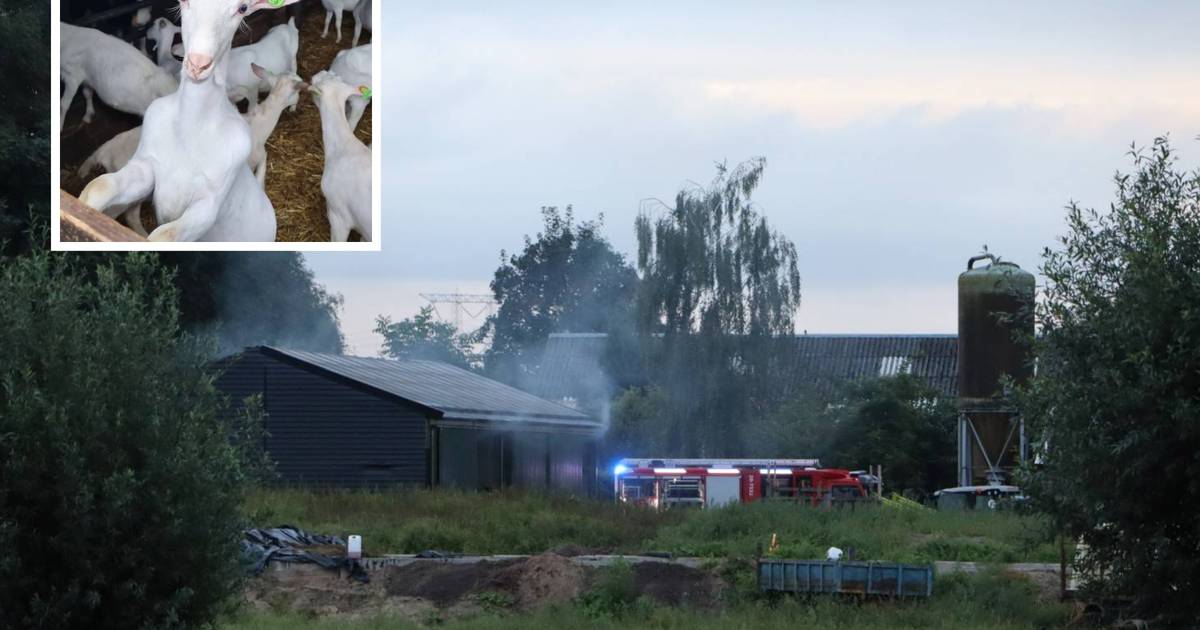 Hooibalen in lichterlaaie op geitenboerderij in Waspik, snelle actie van boer voorkomt erger | 112 n