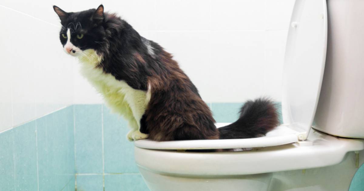 leer je kat naar toilet gaan in vijf stappen dieren hln be