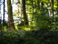 Une femme enceinte tuée par des morsures de chiens lors d’une balade en forêt