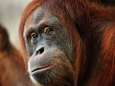 Zwaargewonde orang-oetan met 74 schotwonden gevonden in Indonesië
