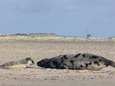 KIJK. Zeldzame zeehond uit de Noordpool geboren op Nederlands strand, dat direct dagen wordt afgesloten