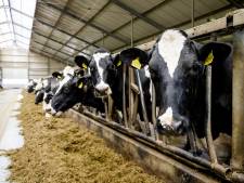 Kamer: landbouw mag geen onderdeel zijn van handelsverdrag met Zuid-Amerika