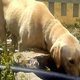 Hond blijft veertig uur bij verdwaalde tiener in bergen