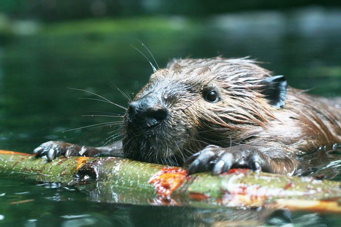 Een bever bouwt een dam.