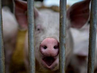 Vlaamse veebedrijven haalden rode cijfers in 2020, varkensteelt is er slechtst aan toe