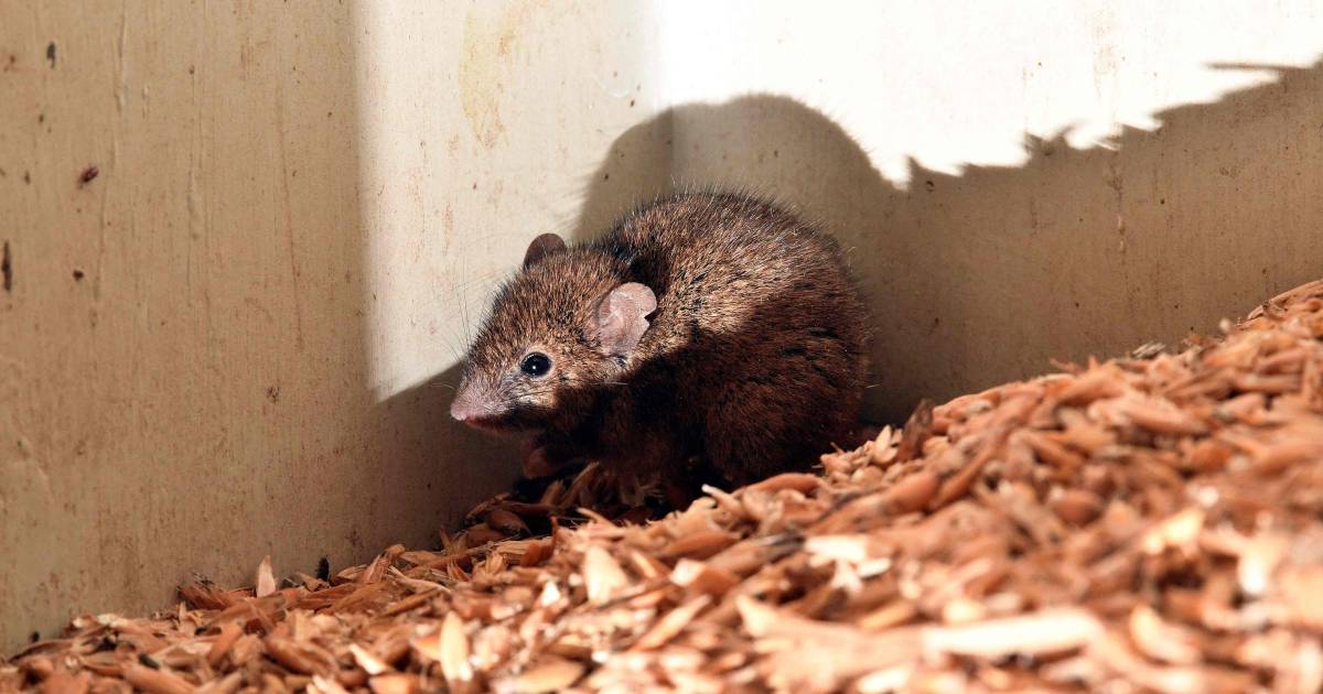 Une espèce de souris qu'on croyait éteinte depuis 150 ans retrouvée sur ...
