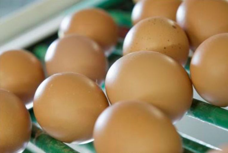 Goedkeuring informatie Wonder Prijs eieren piekt door crisis | De Morgen